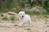 GOLDEN RETRIEVER 312